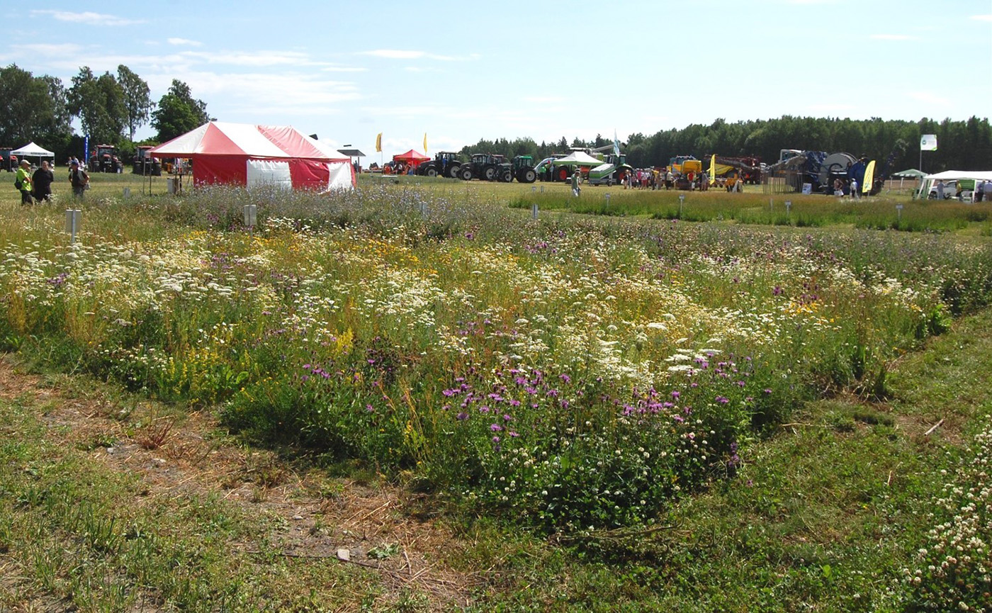 Demonstrationsodlingar med fröblandningar för insekter, fåglar och fältvilt.