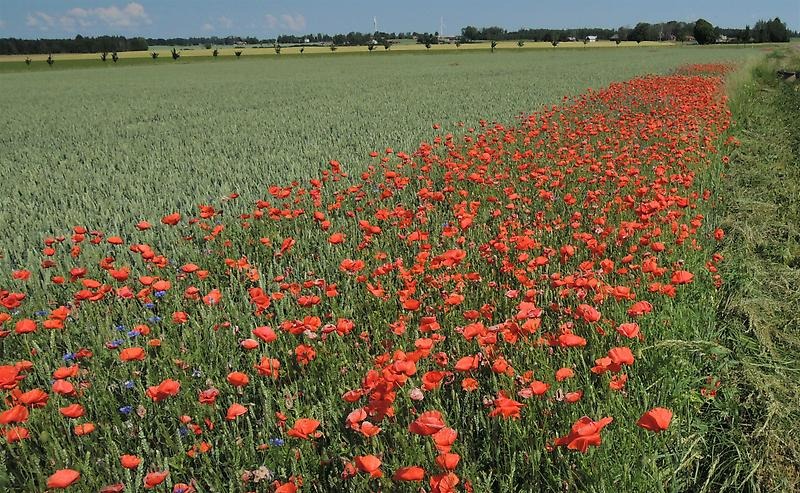 Remsa med röda blommande blommor mellan åker och dike.