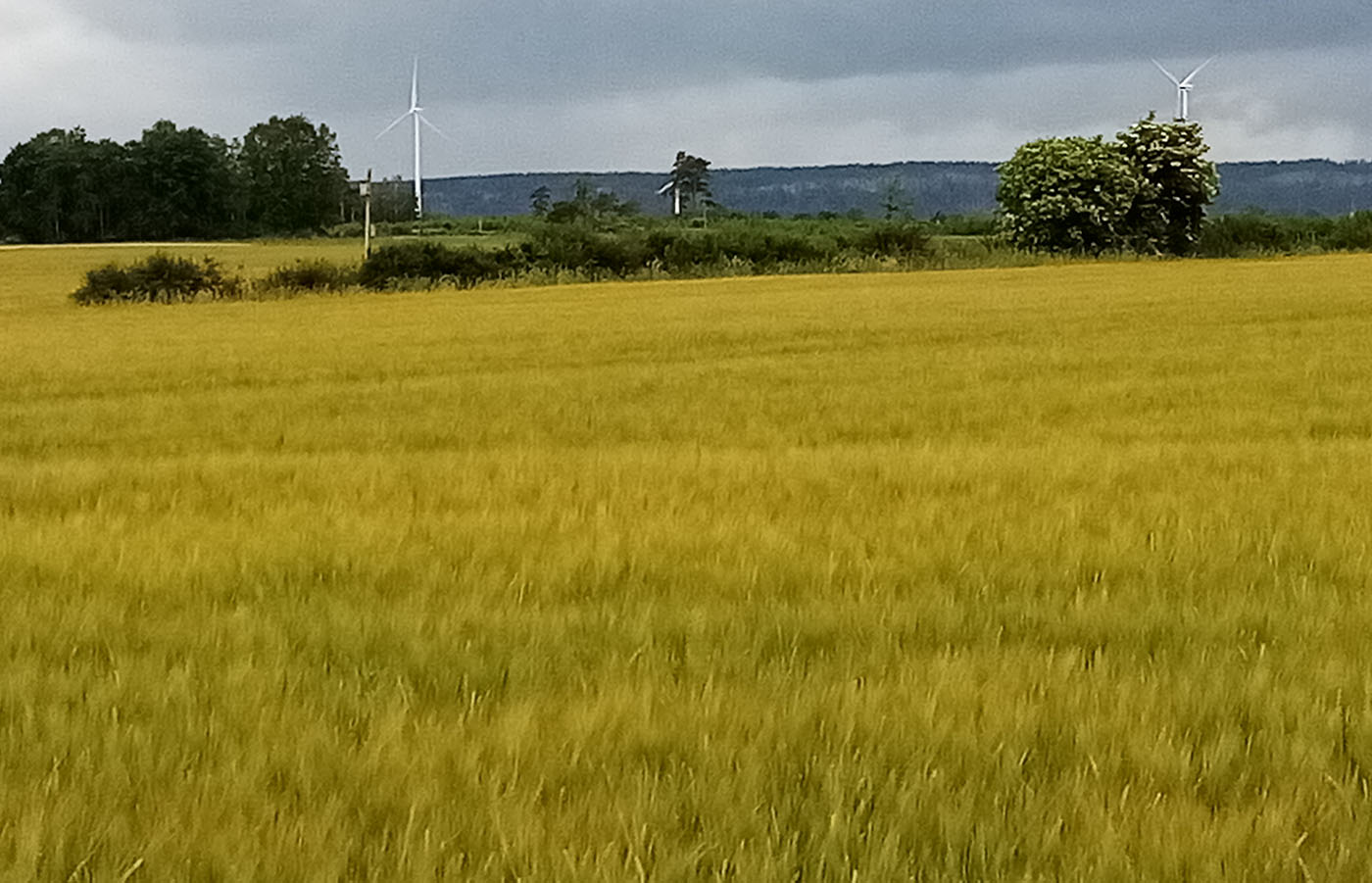 Lähäck på Logården