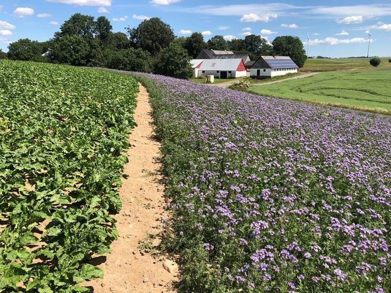 Blommande honungsört framför en bondgård i Skåne. 