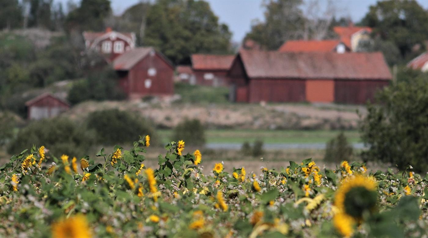 Solrosor i förgrunden med röda hus i bakgrunden.