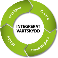 Illustration över de fyra delarna som ingår i Integrerat växtskydd: förebygg, bevaka, behovsanpassa, följ upp.