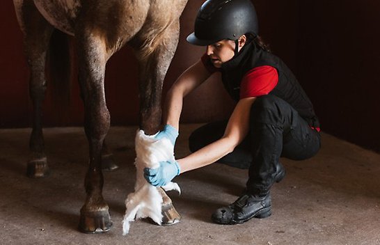 Veterinär behandlar en häst med benskada